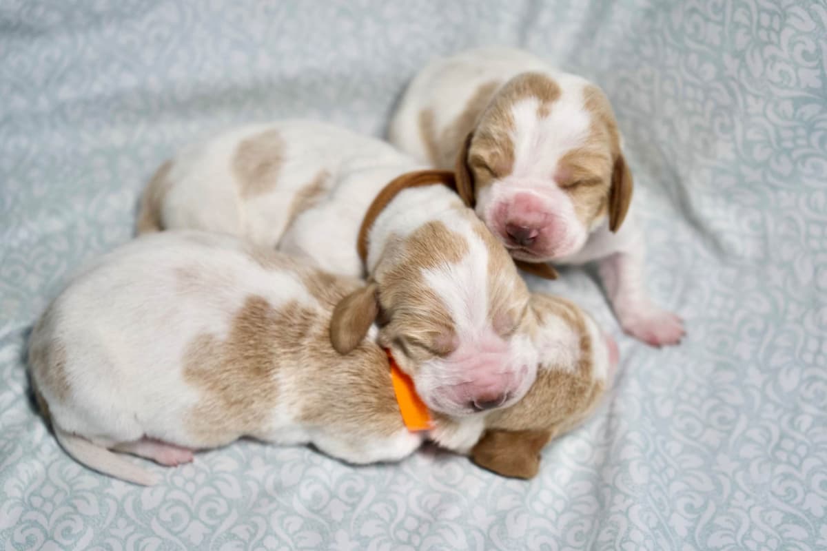 Basset Hound Puppies breeder image 7