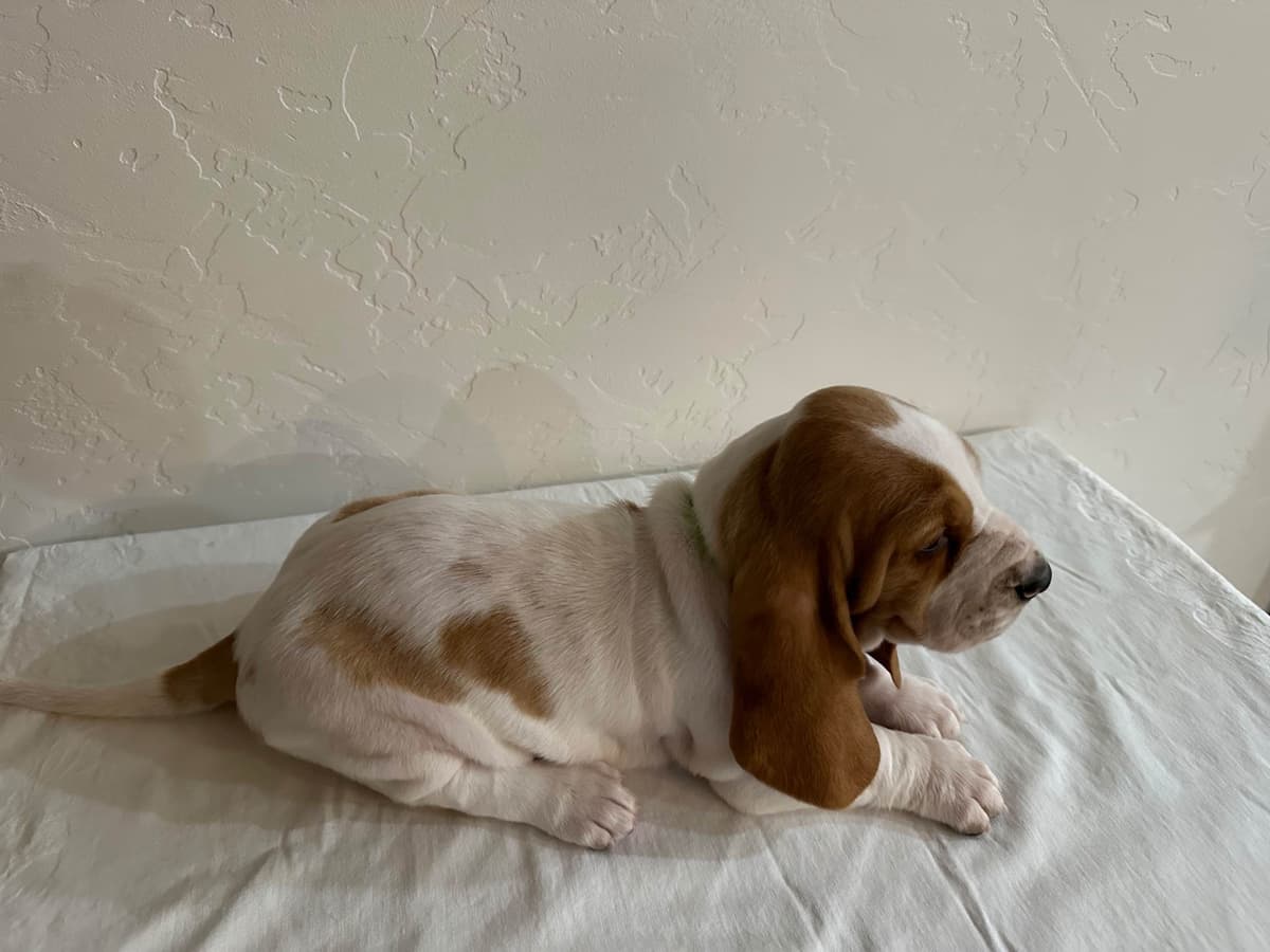 Basset Hound Puppies breeder image 8