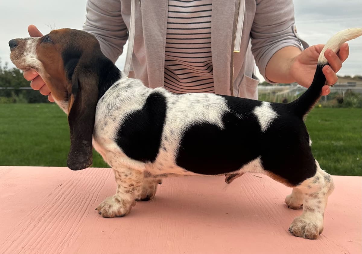 Basset Hound Puppies breeder image 9