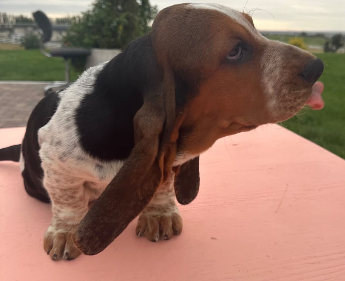 Basset Hound Puppies breeder image 10