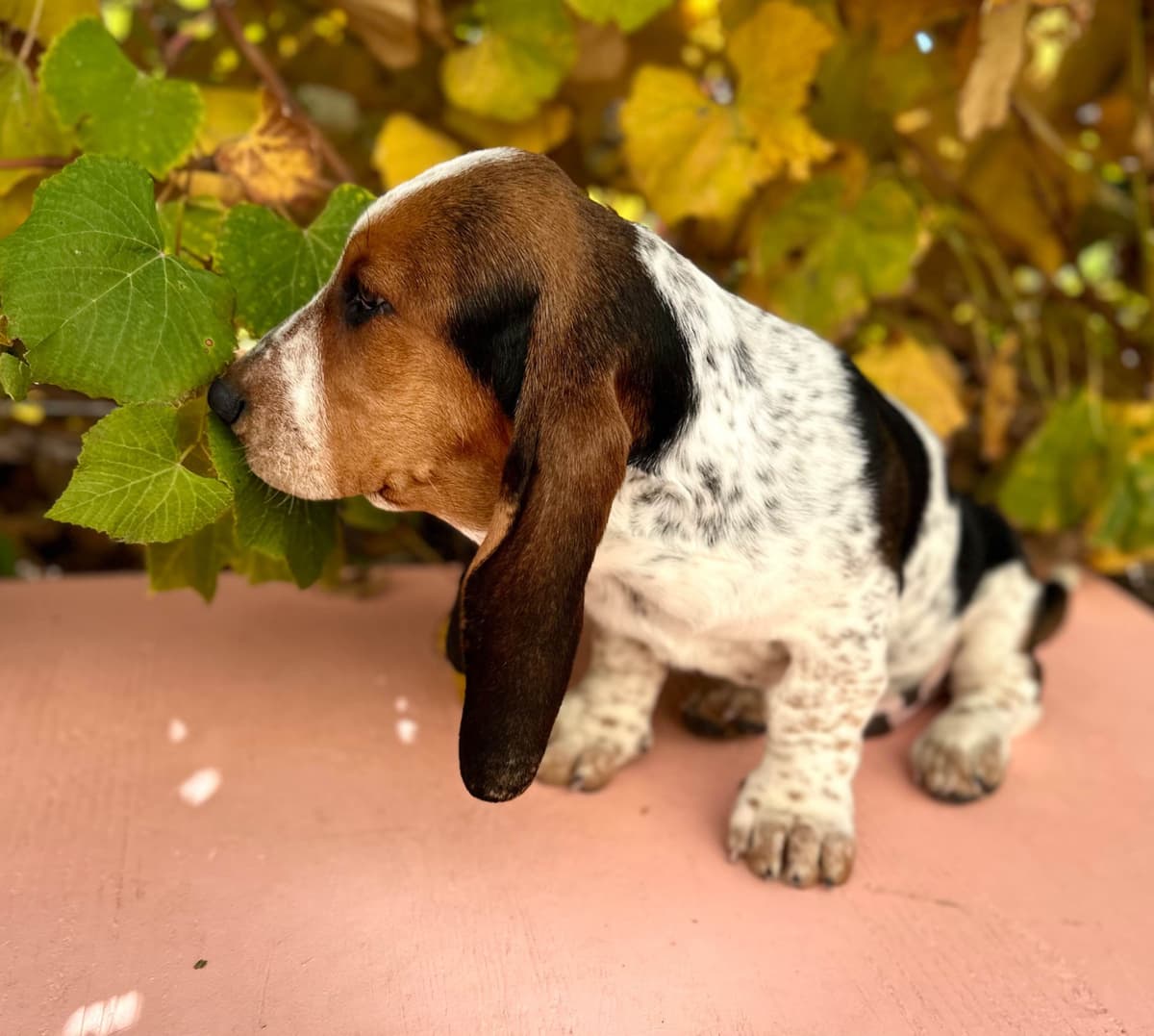 Basset Hound Puppies breeder image 11