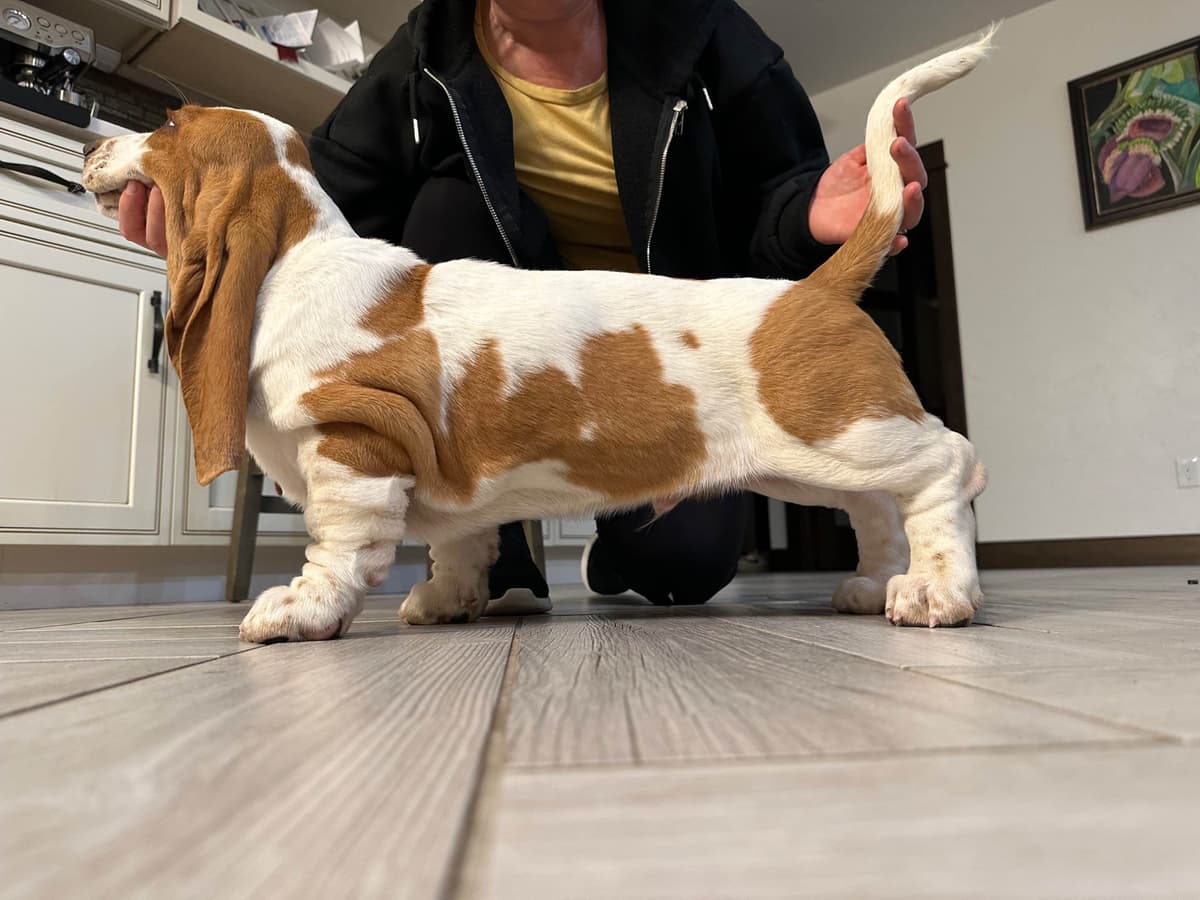Basset Hound Puppies breeder image 12