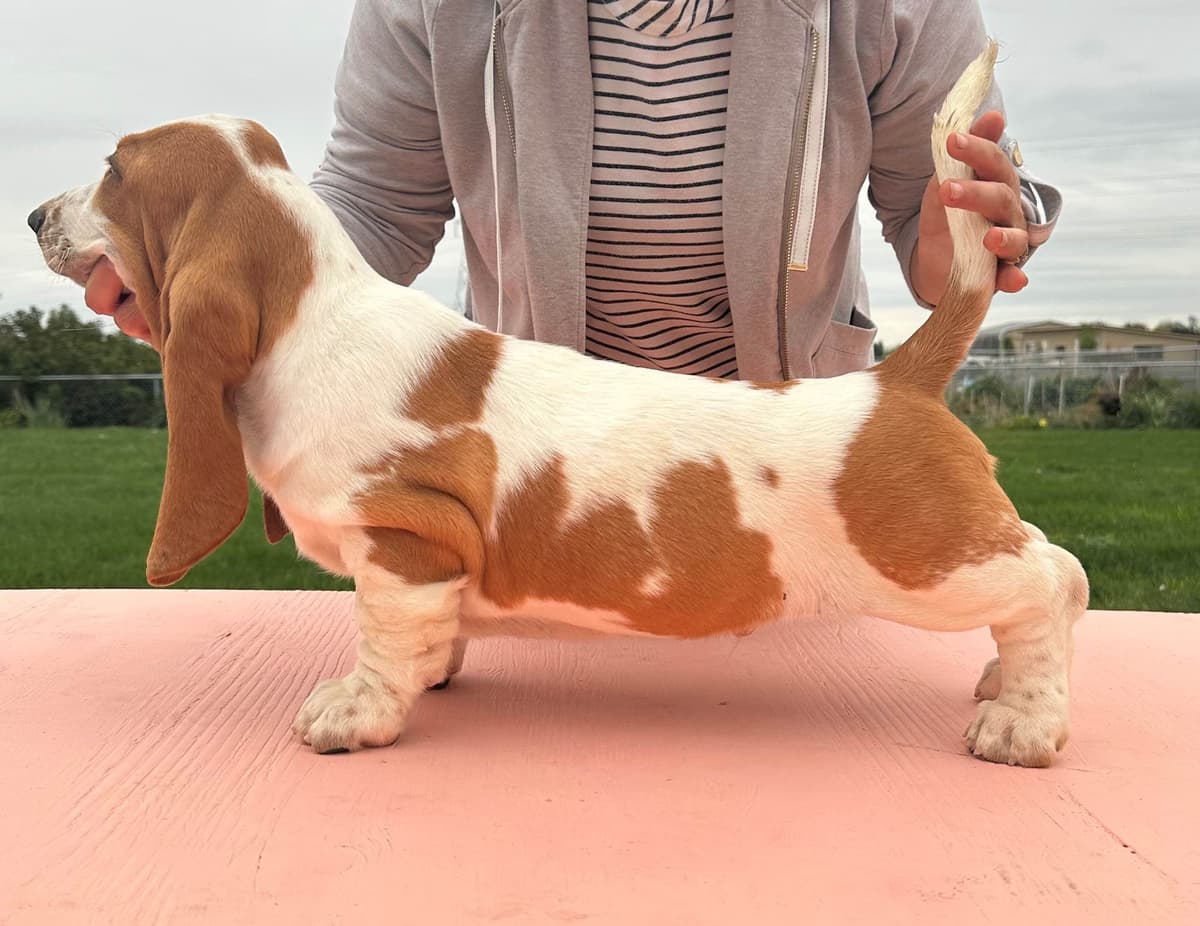Basset Hound Puppies breeder image 13