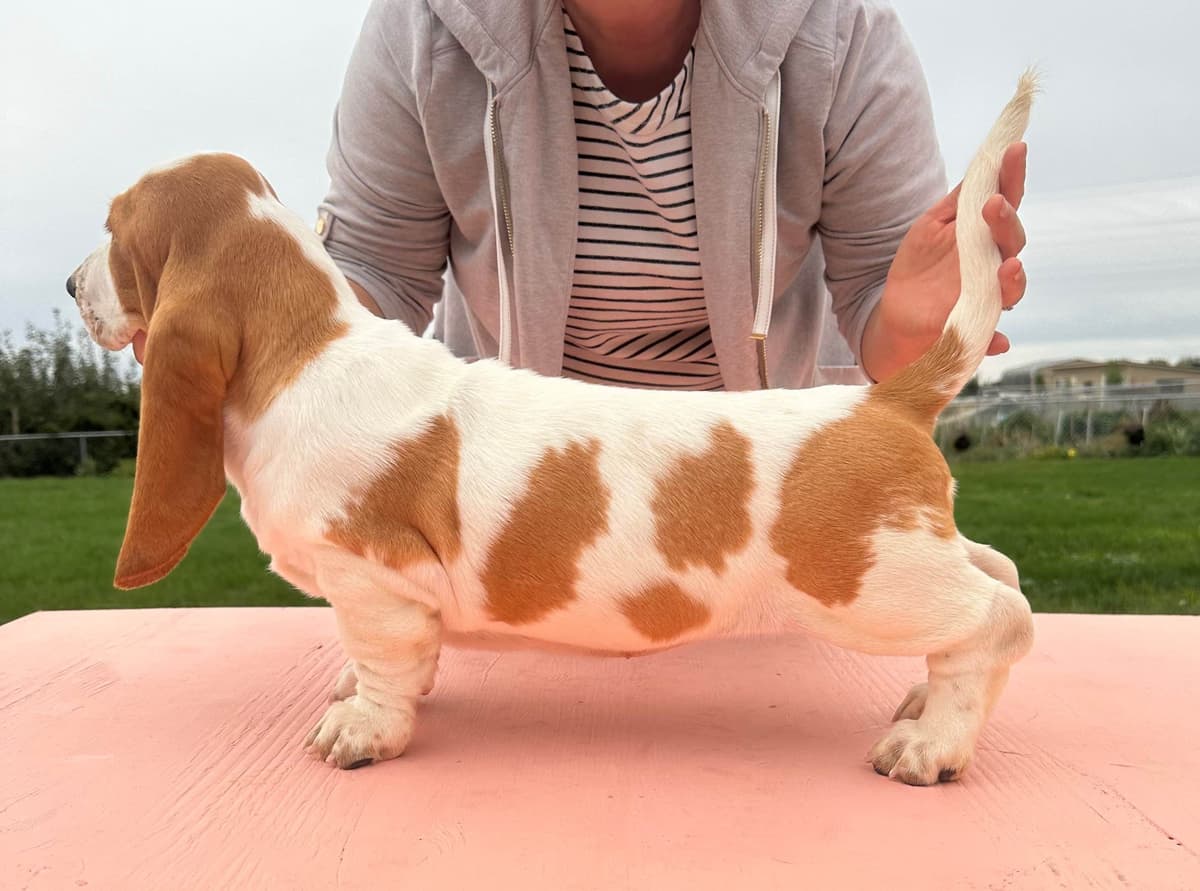 Basset Hound Puppies breeder image 14