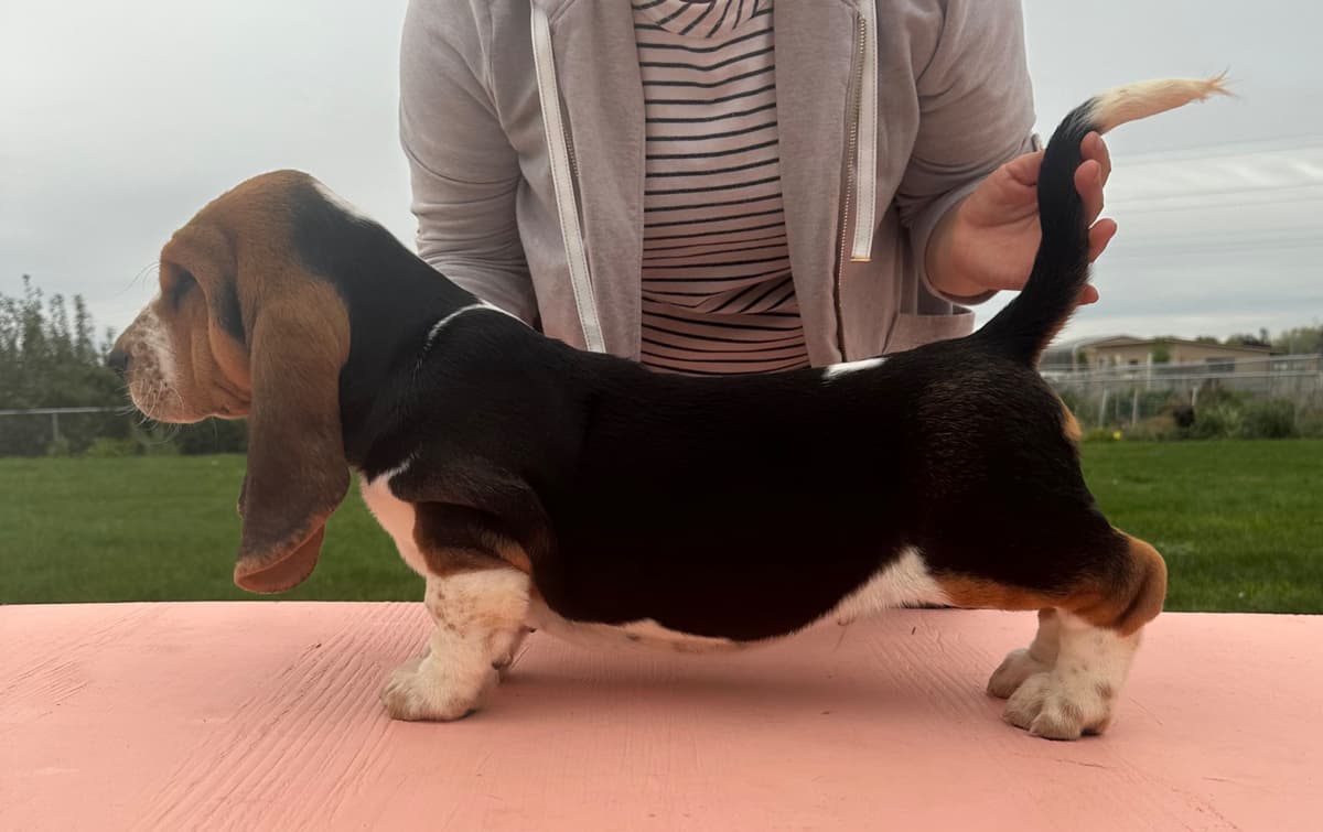 Basset Hound Puppies breeder image 15