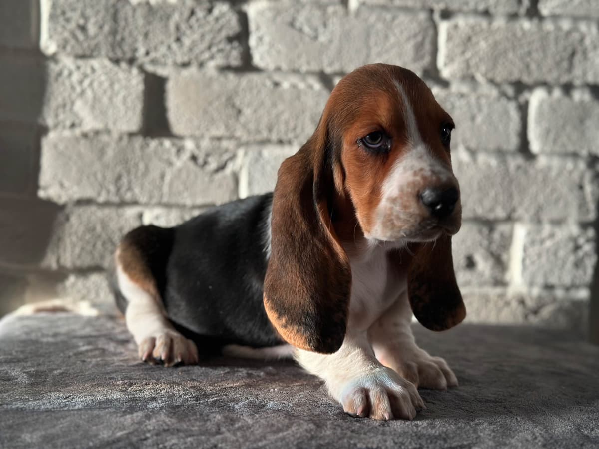 Basset Hound Puppies breeder image 16