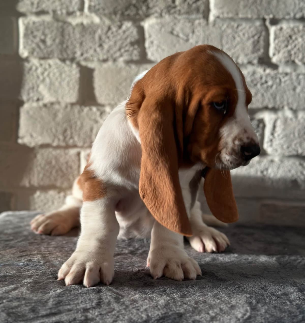 Basset Hound Puppies breeder image 17