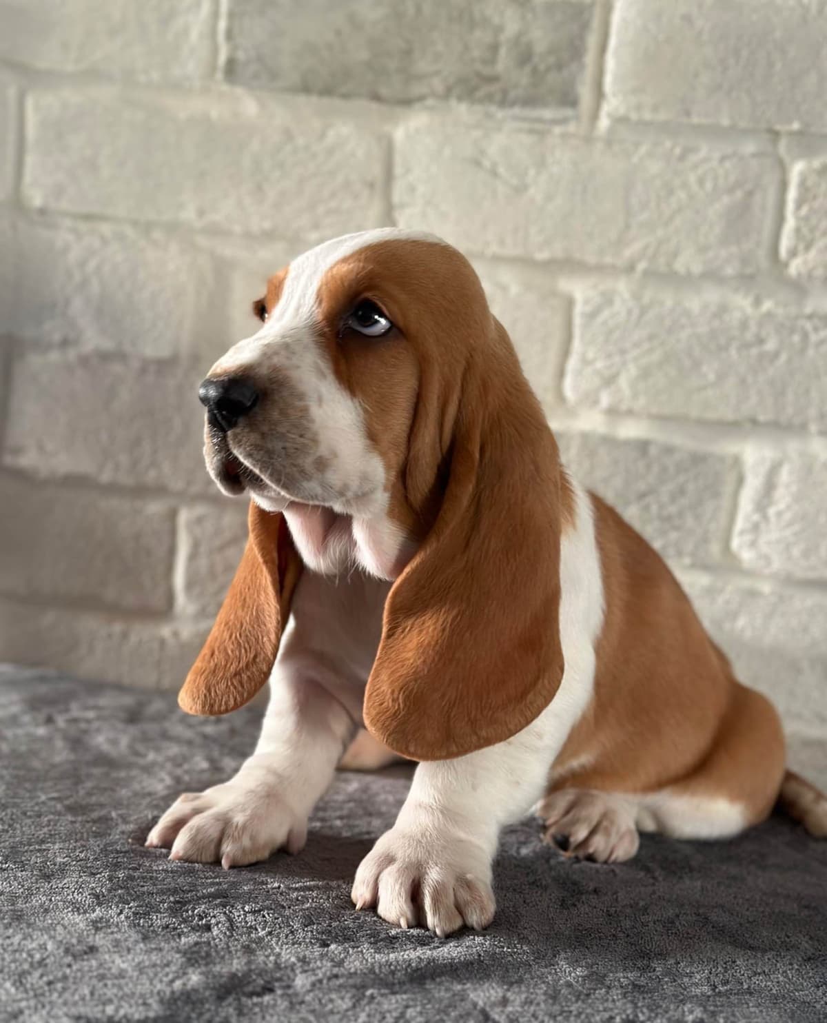 Basset Hound Puppies breeder image 18