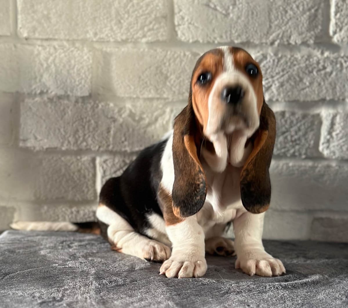 Basset Hound Puppies breeder image 19