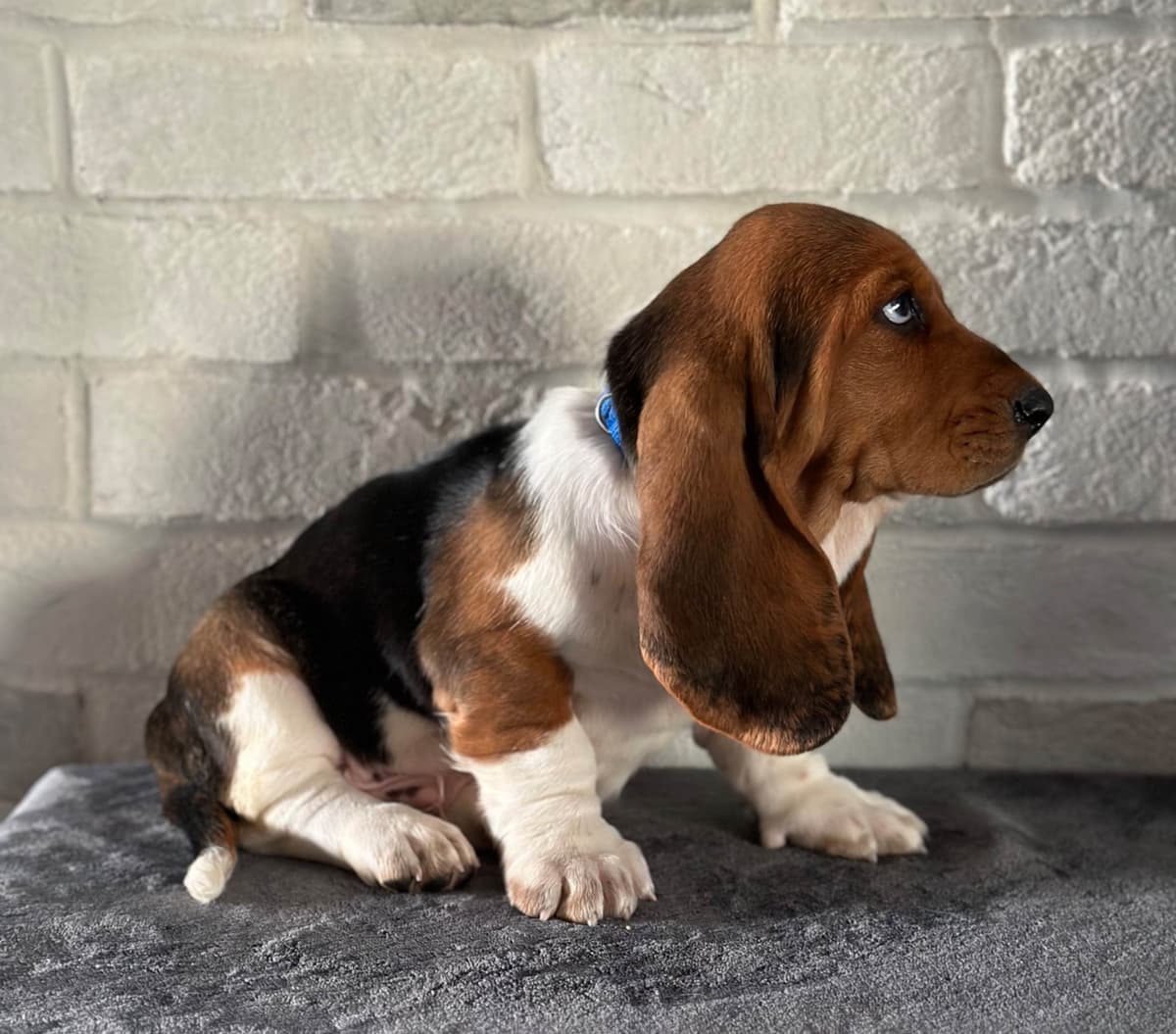 Basset Hound Puppies breeder image 21
