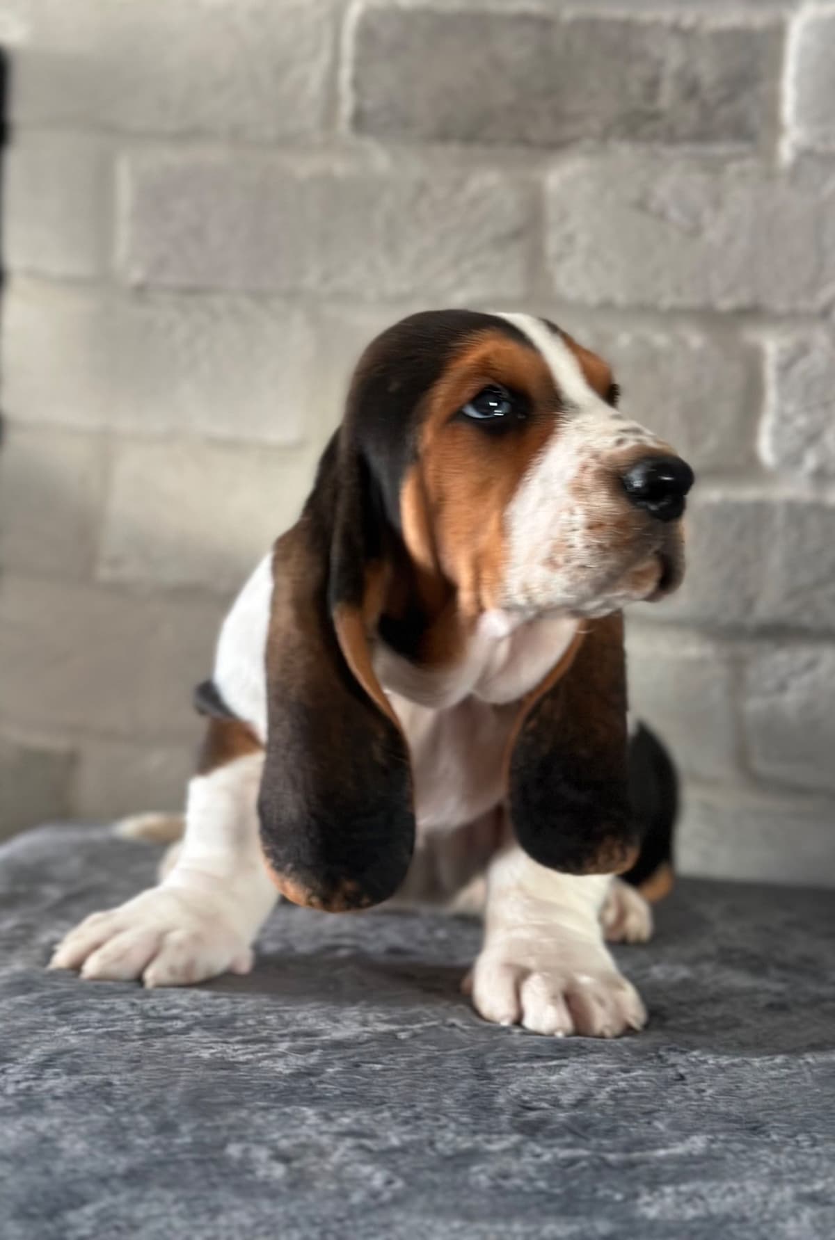 Basset Hound Puppies breeder image 23