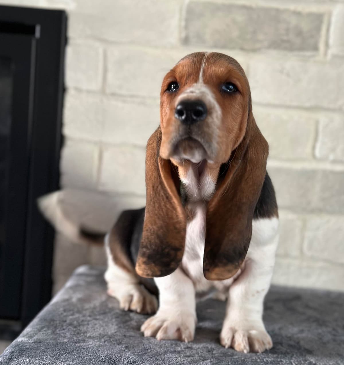 Basset Hound Puppies breeder image 24