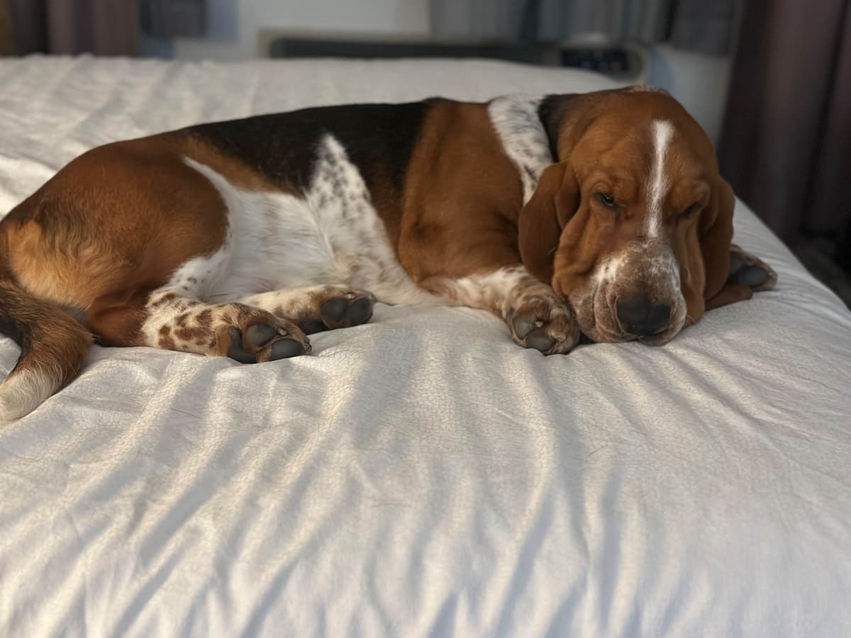 Basset Hound Puppies breeder image 26