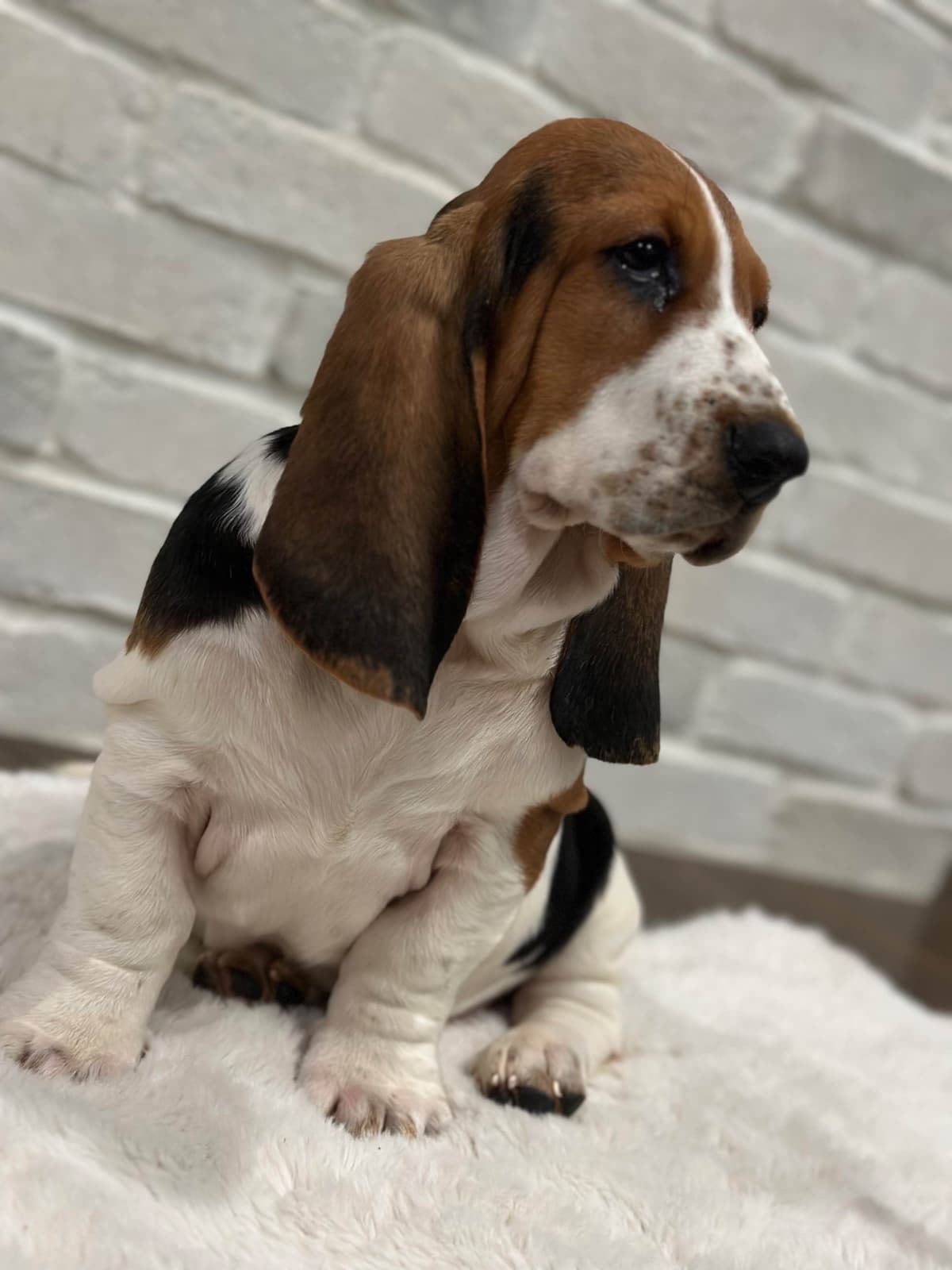 Basset Hound Puppies breeder image 27