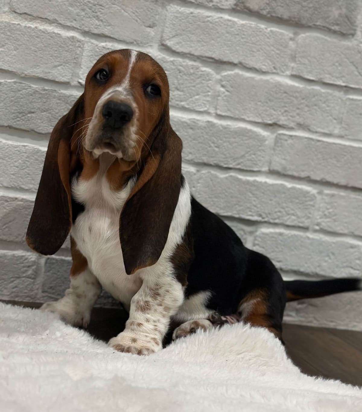 Basset Hound Puppies breeder image 28