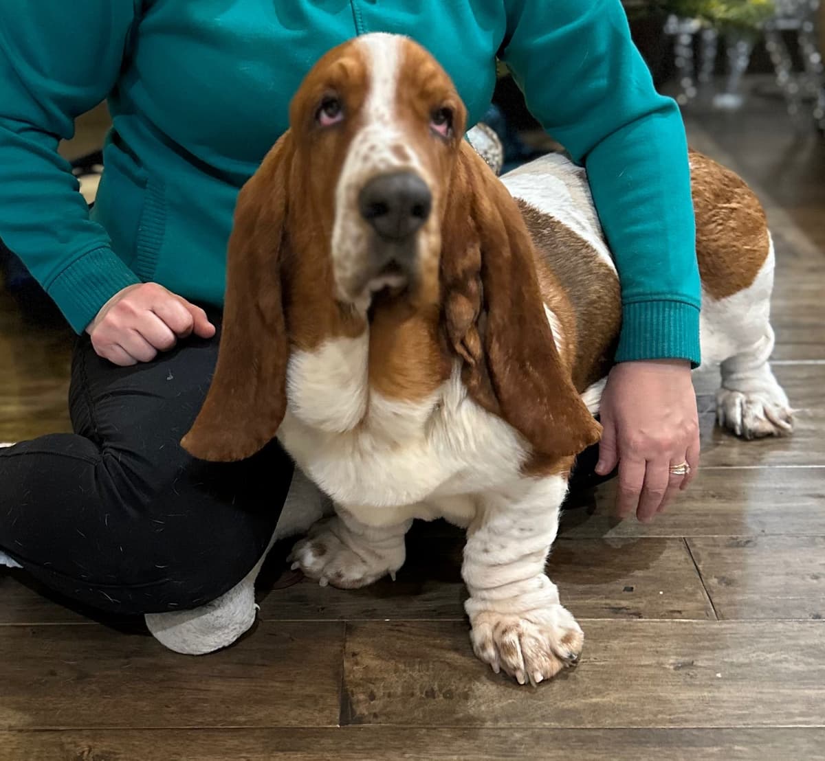 Basset Hound Puppies breeder image 29