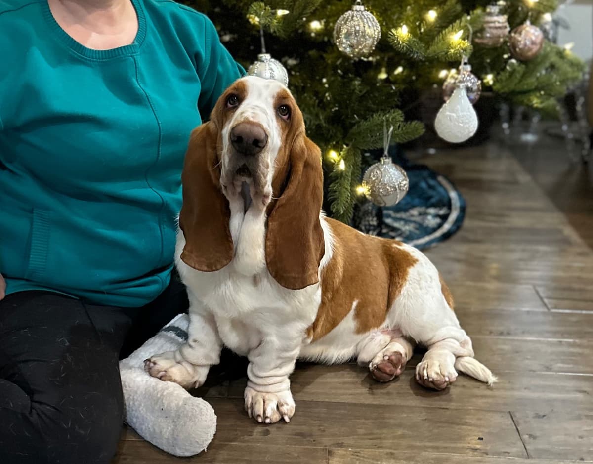 Basset Hound Puppies breeder image 31