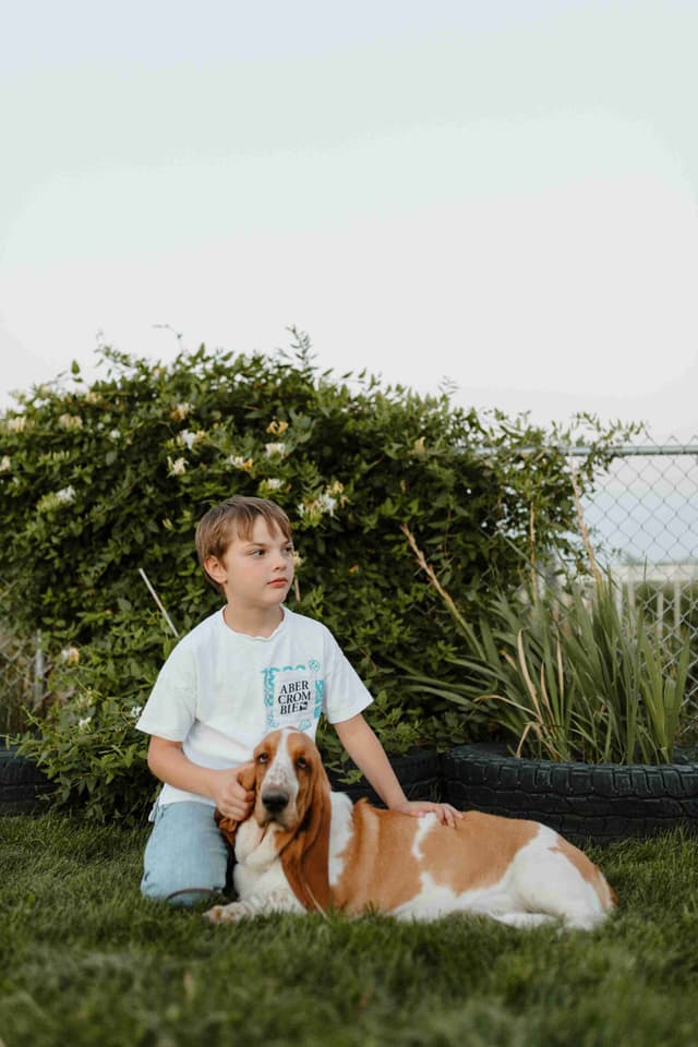 Basset Hound Puppies media 2