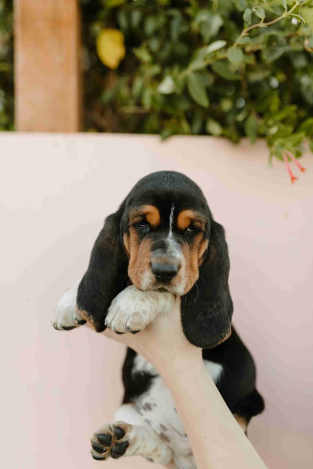 Basset Hound Puppies media 4