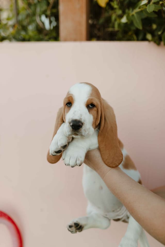 Basset Hound Puppies media 5