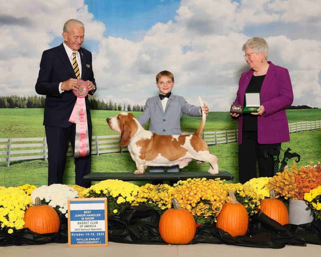 Basset Hound Puppies media 6