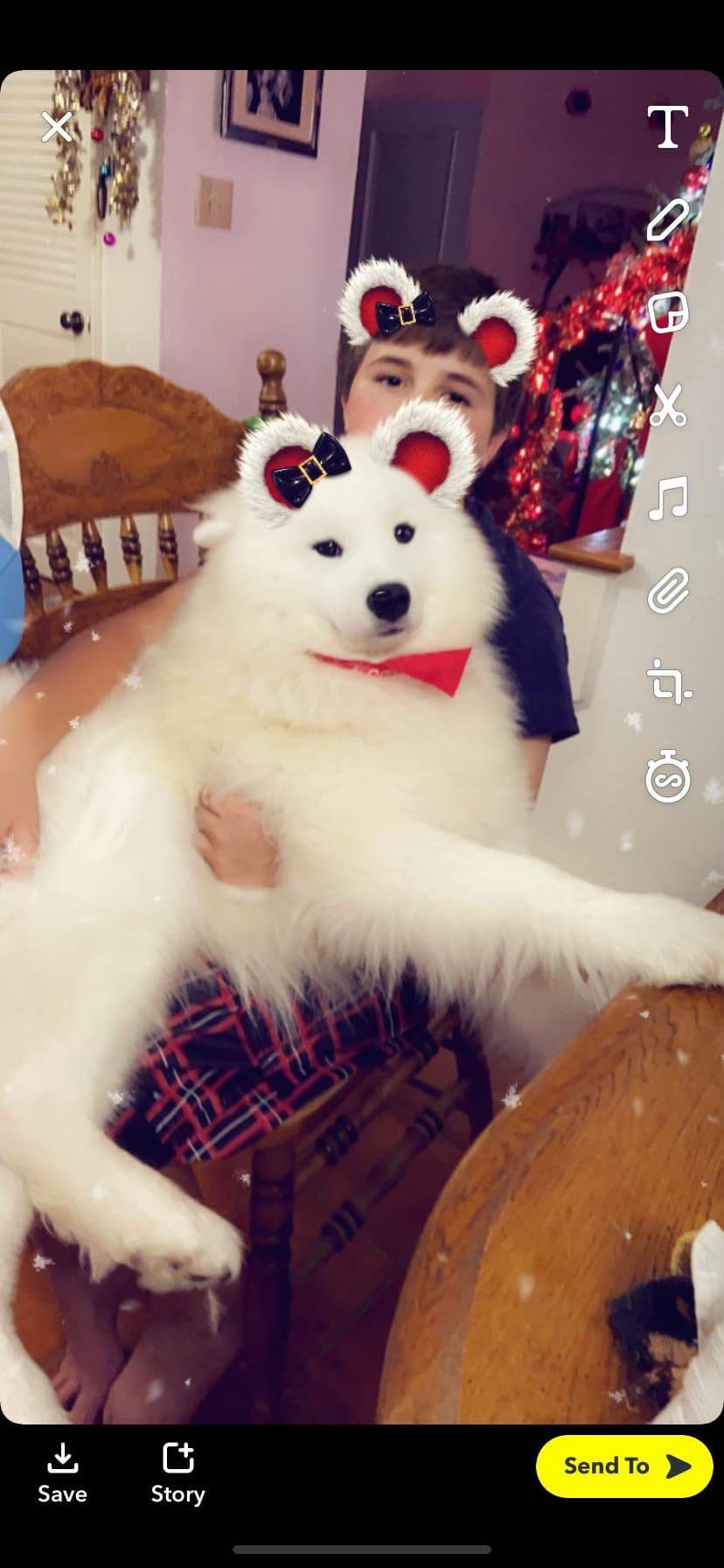 Samoyed Puppies breeder image 4