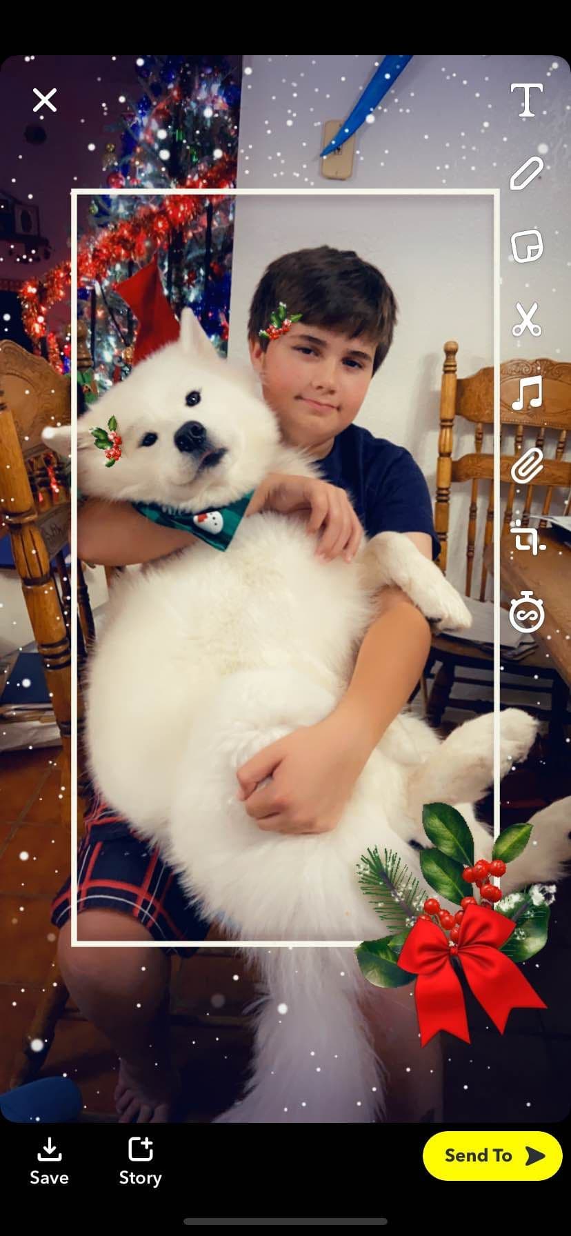 Samoyed Puppies breeder image 5