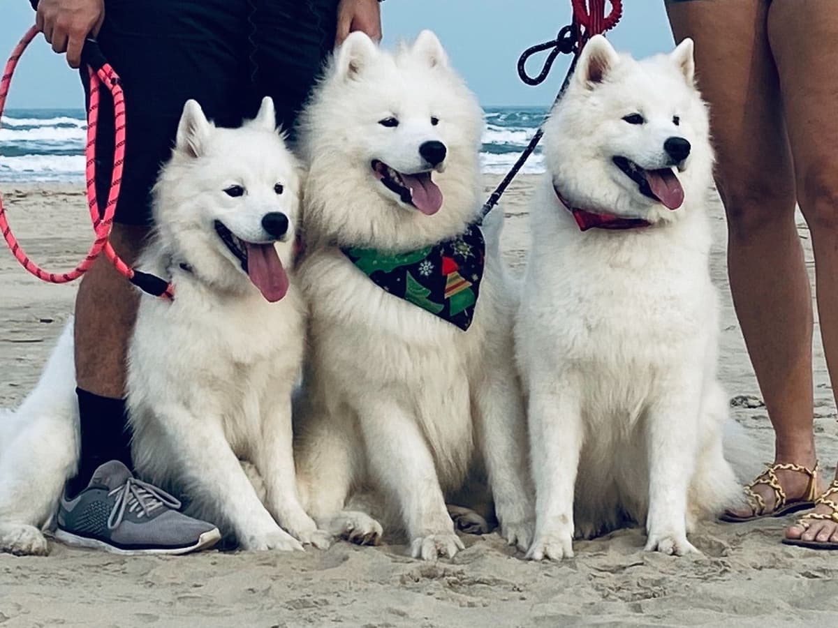 Samoyed Puppies breeder image 9