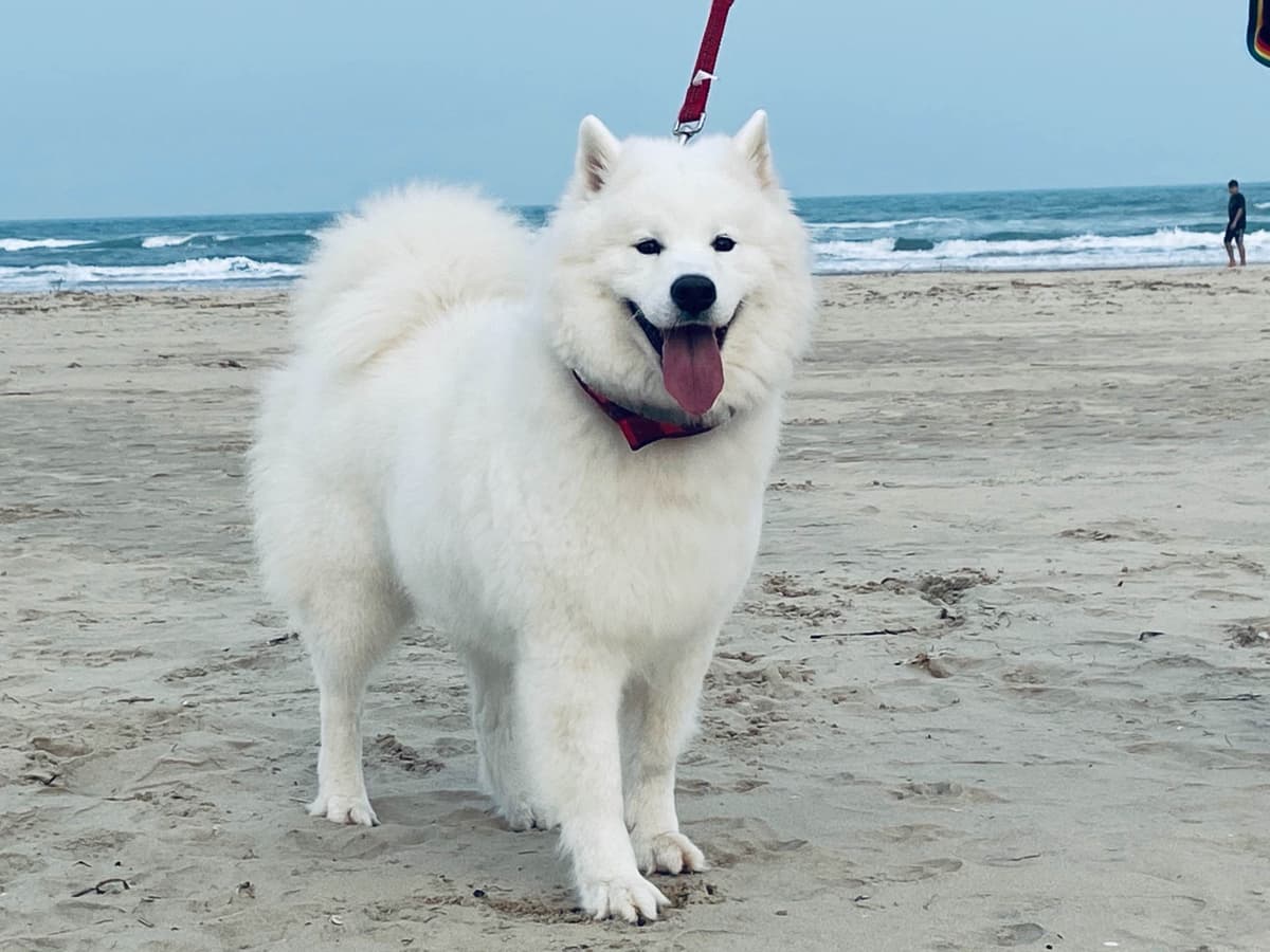 Samoyed Puppies breeder image 10