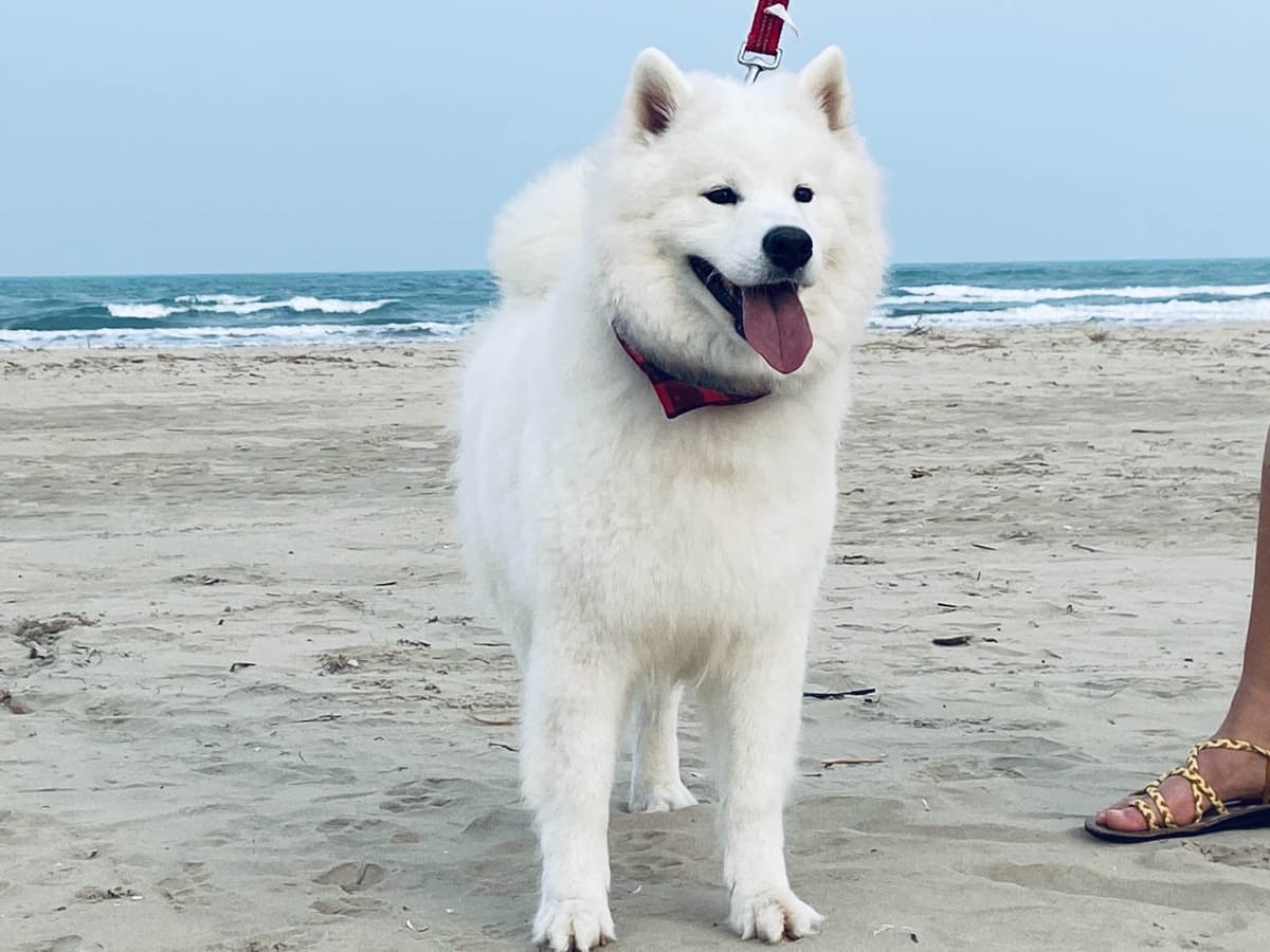 Samoyed Puppies breeder image 11