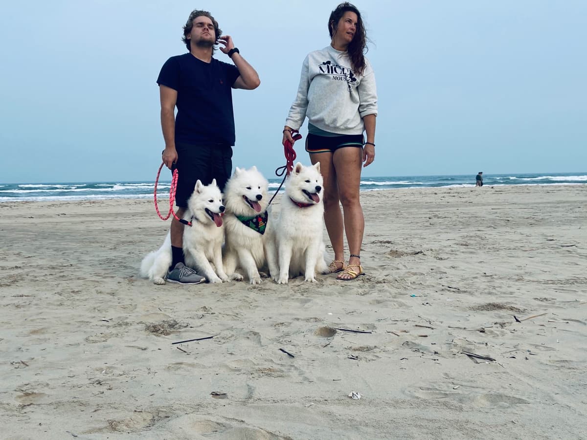 Samoyed Puppies breeder image 12