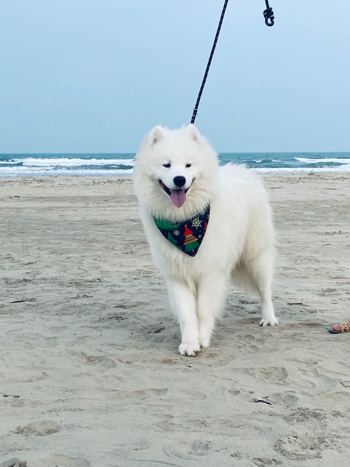Samoyed Puppies breeder image 14