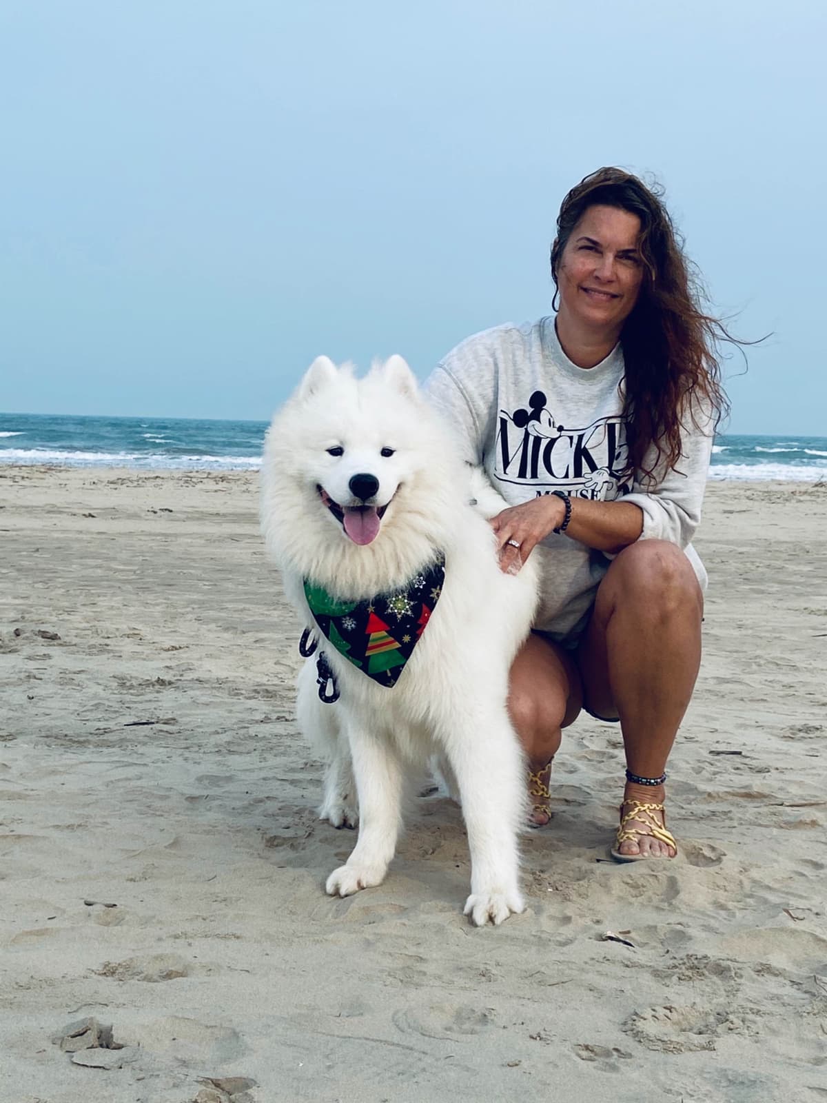 Samoyed Puppies breeder image 2