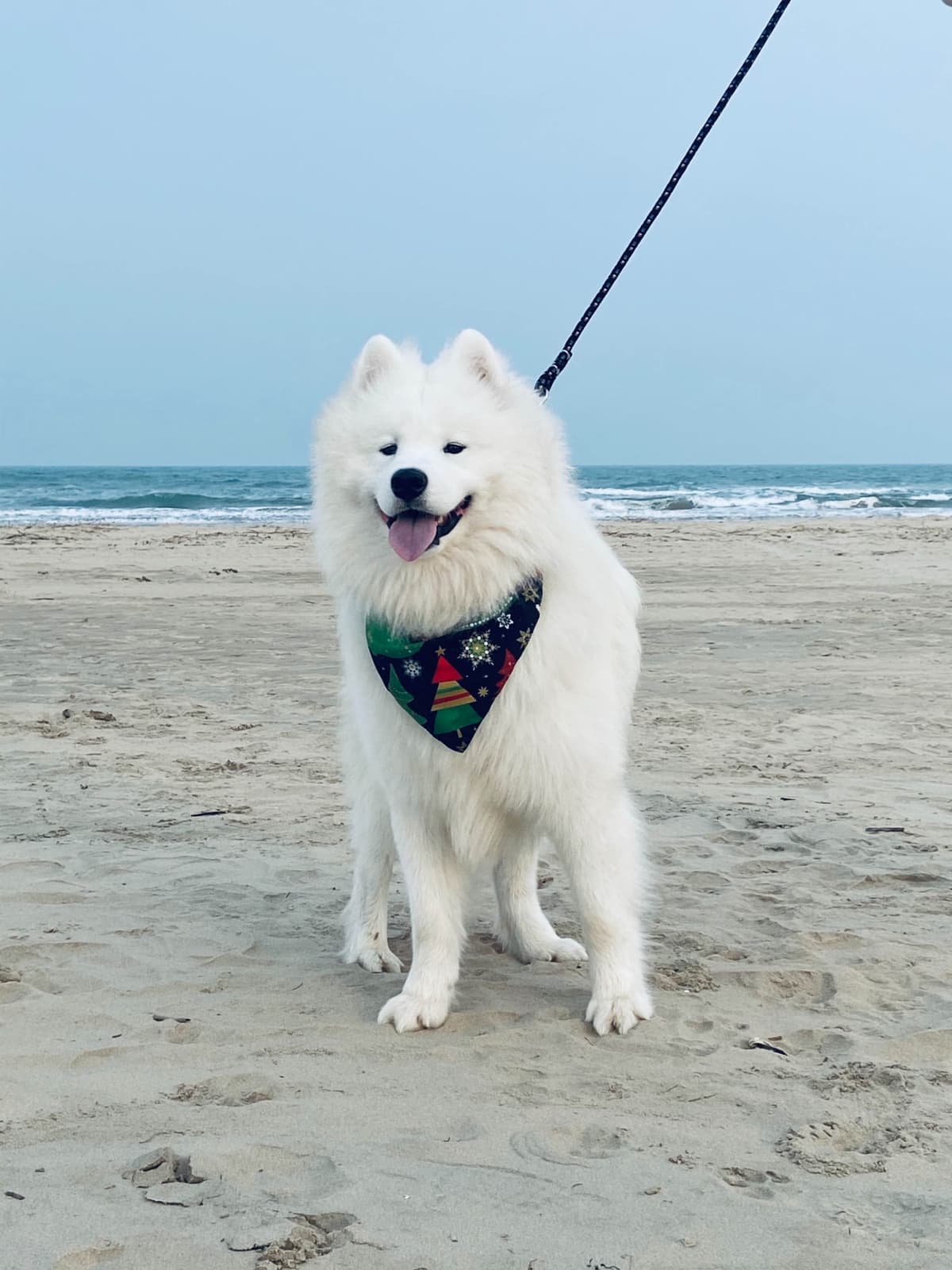 Samoyed Puppies breeder image 15