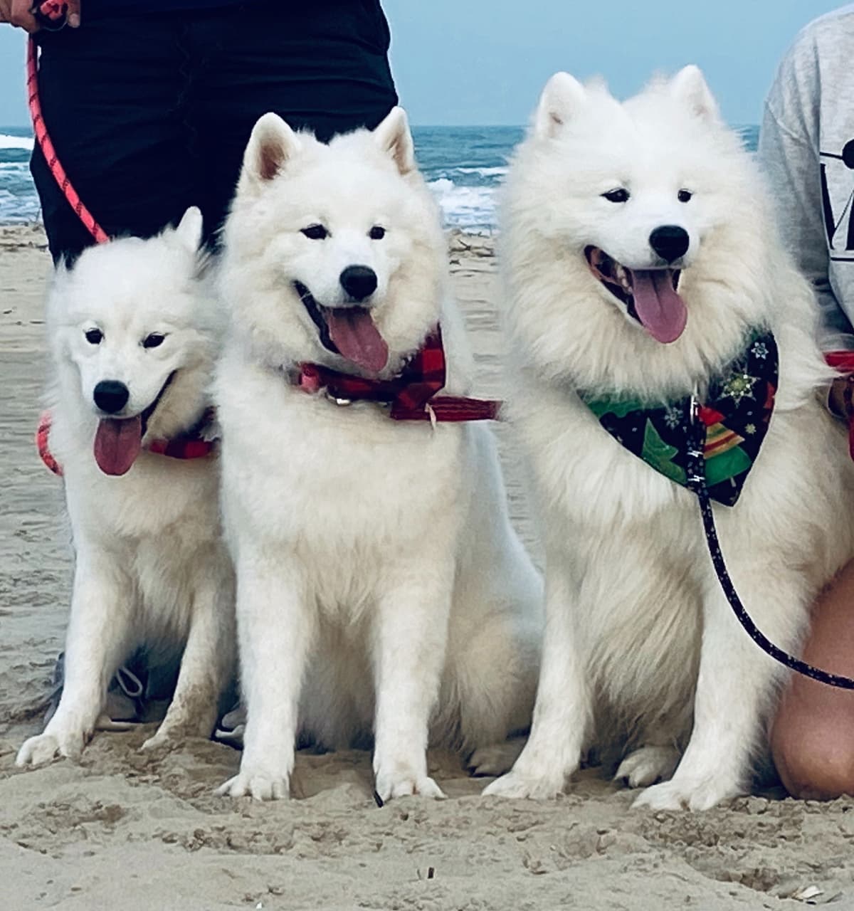 Samoyed Puppies breeder image 13