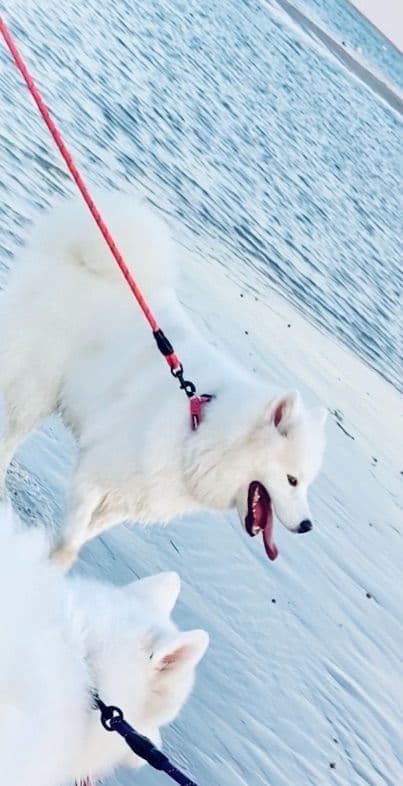 Samoyed Puppies breeder image 17
