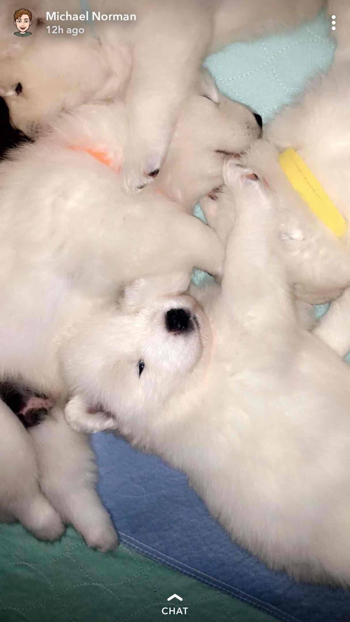 Samoyed Puppies breeder image 18