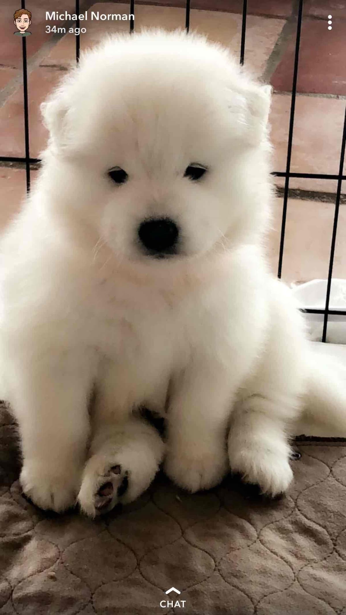 Samoyed Puppies breeder image 19