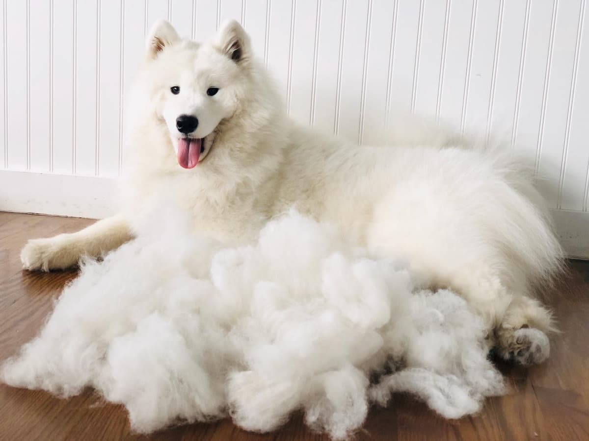 Samoyed Puppies breeder image 20