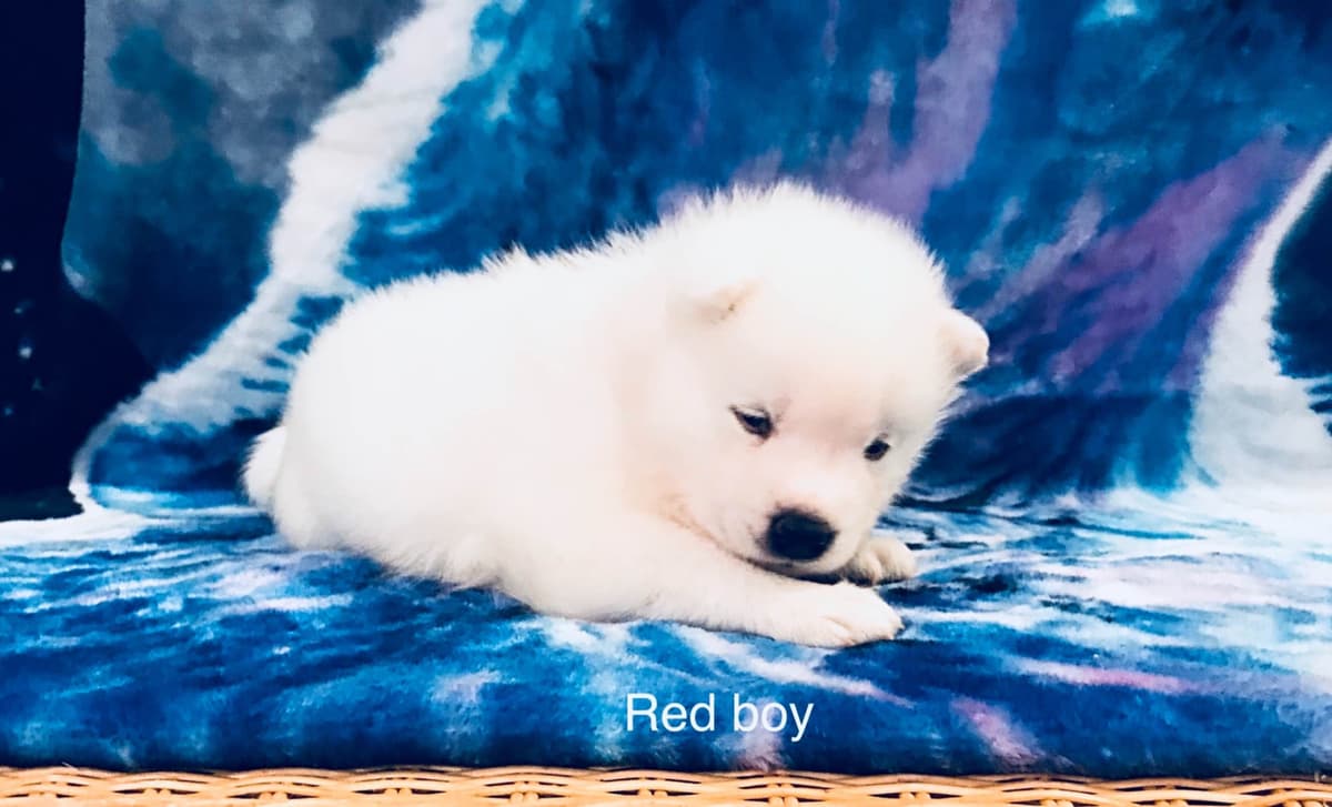 Samoyed Puppies breeder image 21