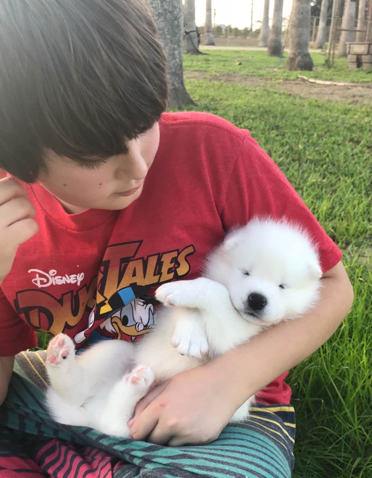 Samoyed Puppies breeder image 23