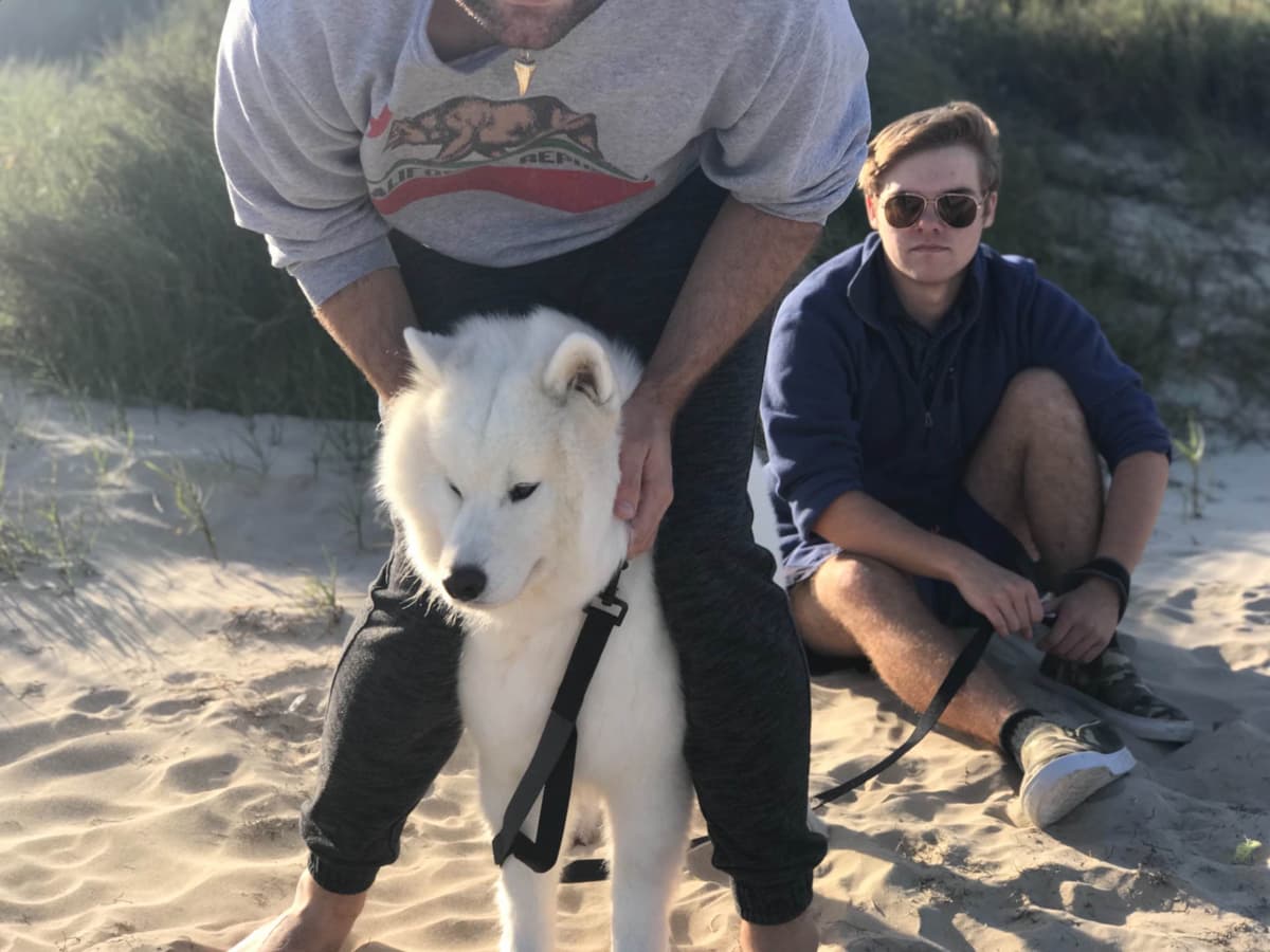 Samoyed Puppies breeder image 24