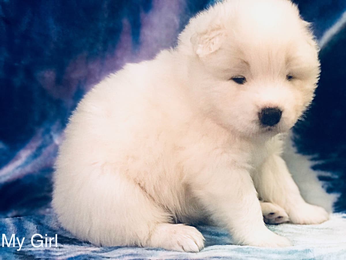 Samoyed Puppies breeder image 25
