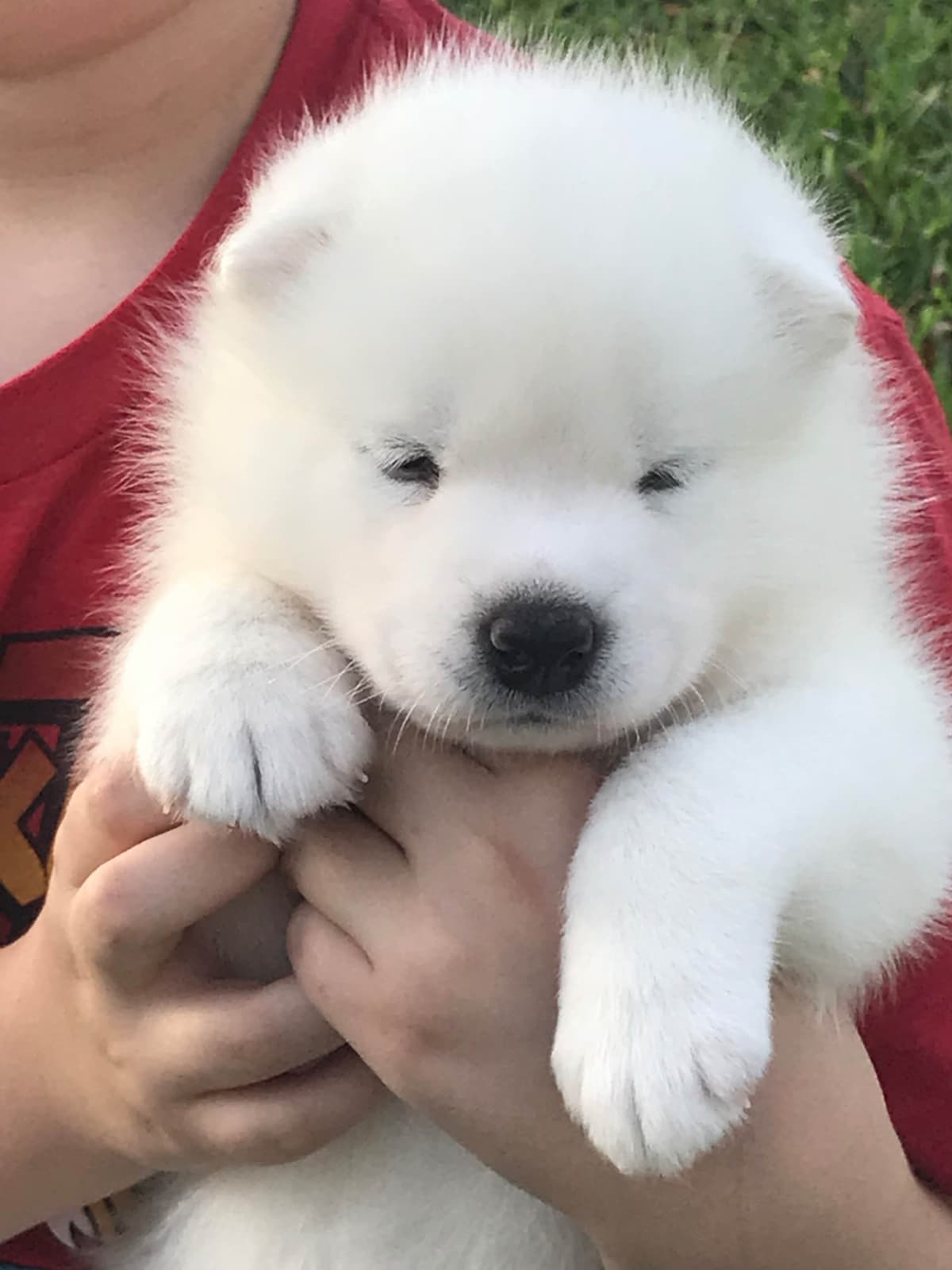 Samoyed Puppies breeder image 26