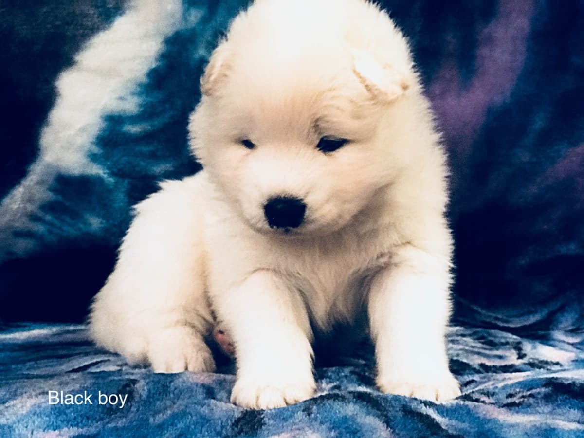 Samoyed Puppies breeder image 29