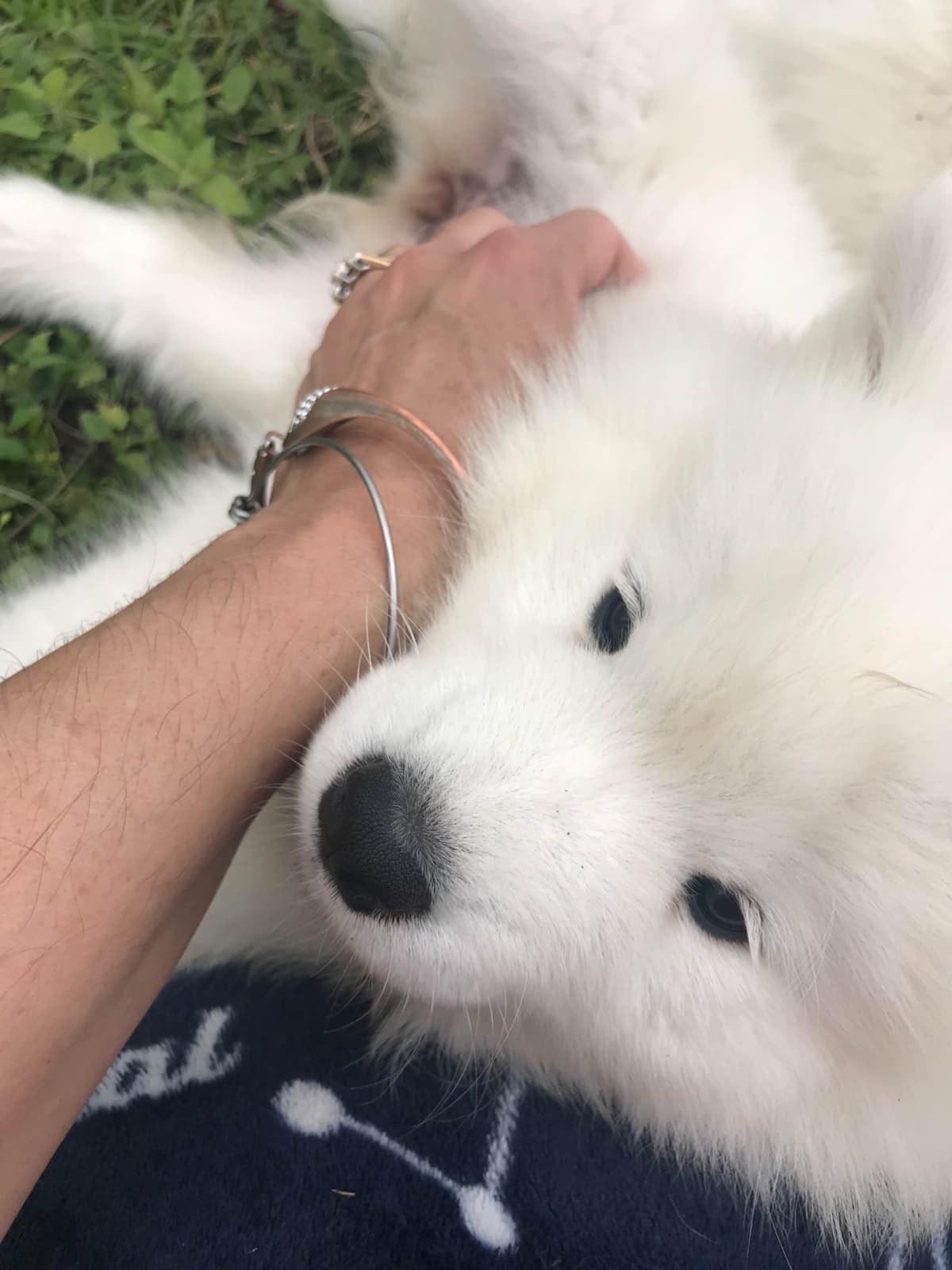Samoyed Puppies breeder image 32