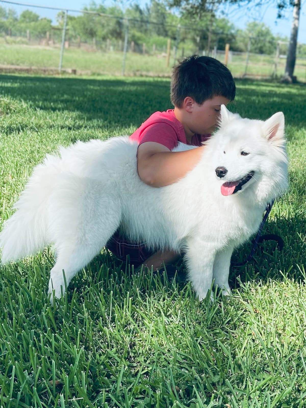 Samoyed Puppies breeder image 30