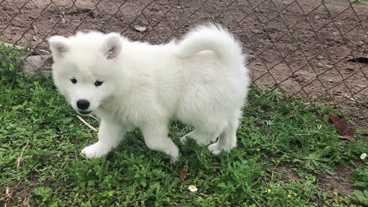 Samoyed Puppies breeder image 31