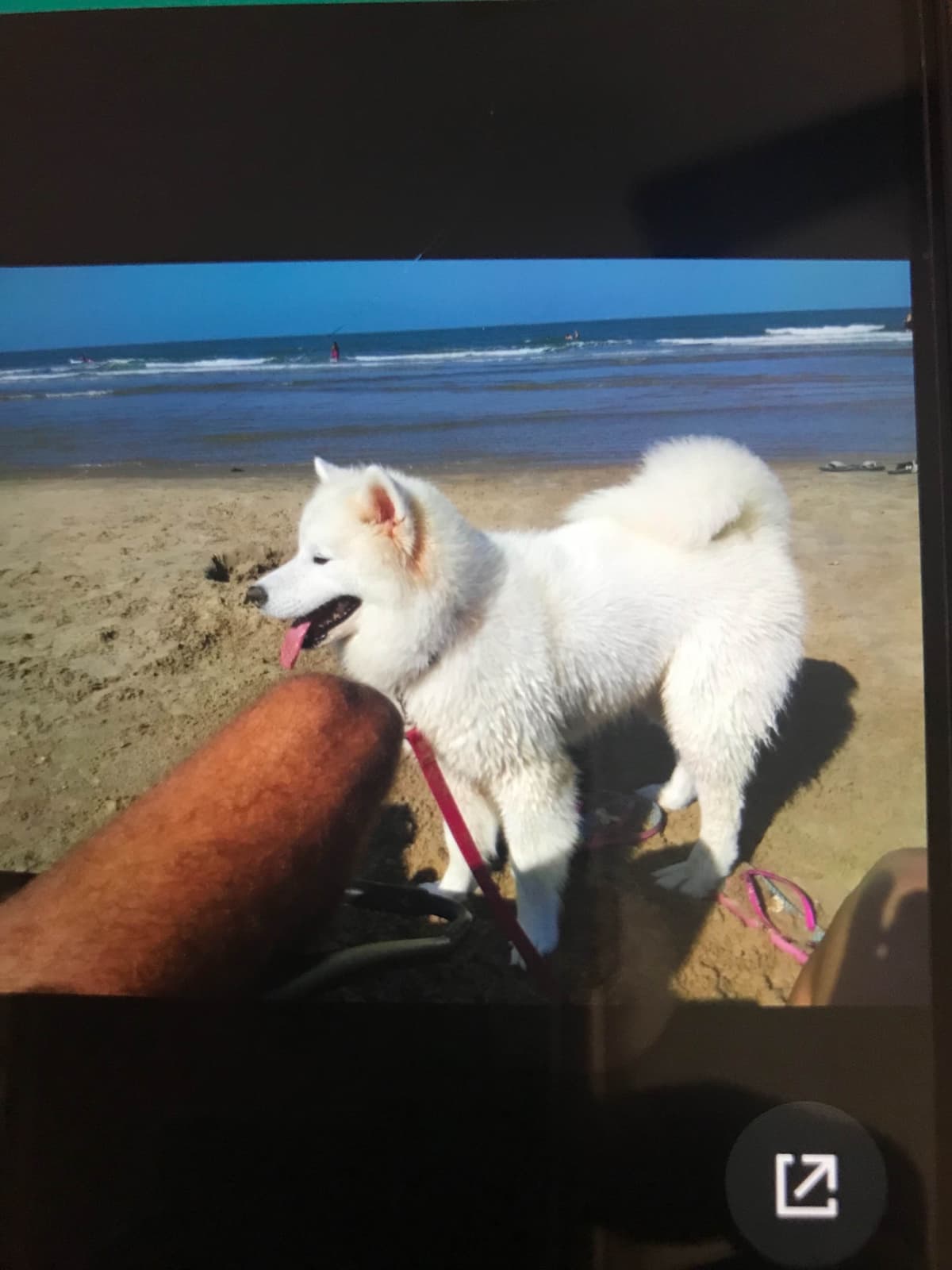 Samoyed Puppies breeder image 35