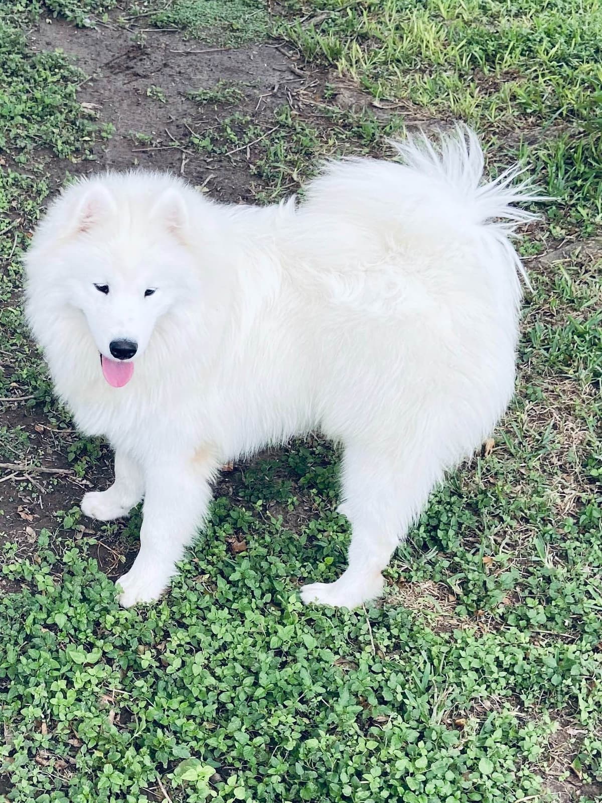 Samoyed Puppies breeder image 33